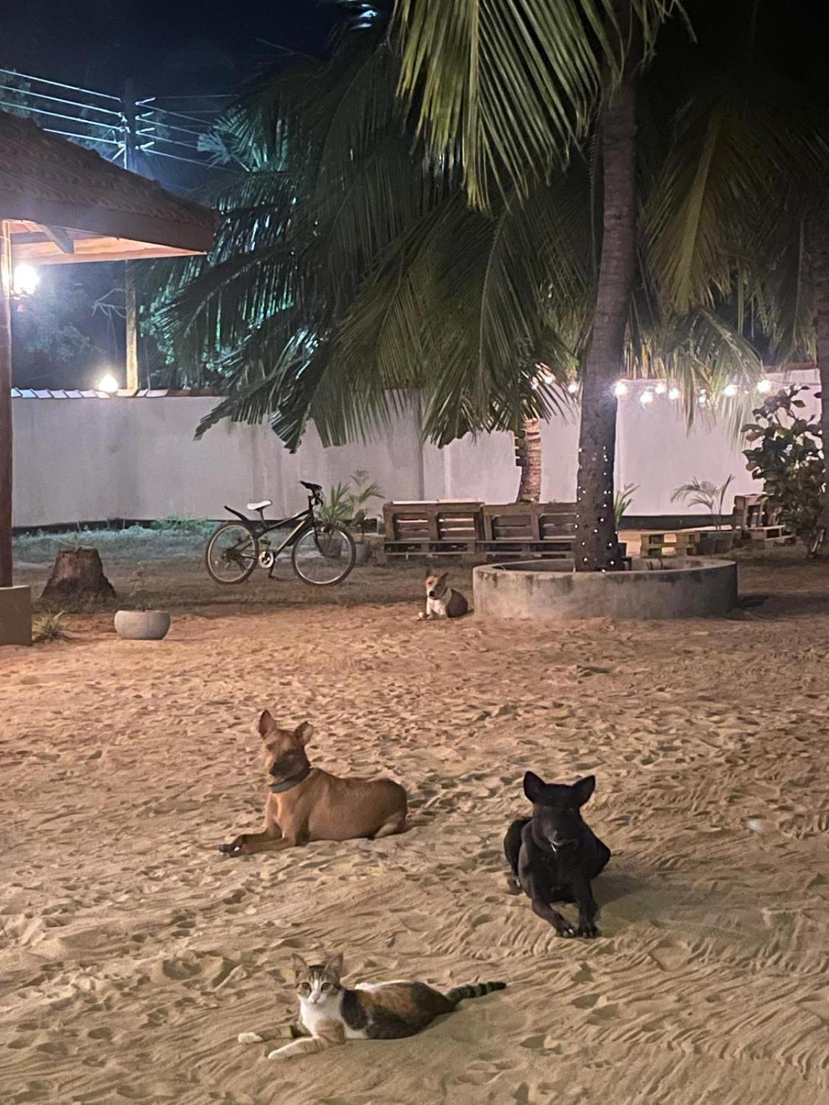 Sea Sand Resort Kalpitiya Extérieur photo